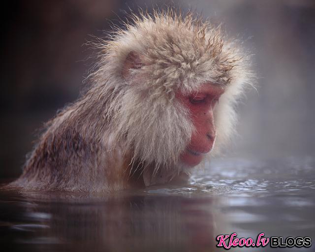 Snow_monkeys_01_etoday_ru .jpg