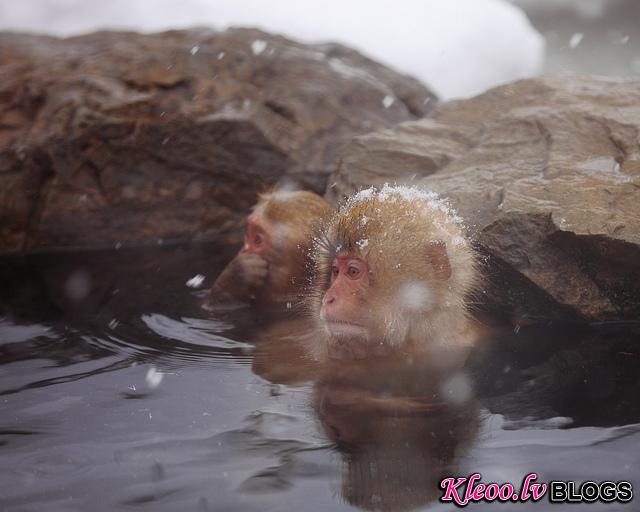 Snow_monkeys_013_etoday_ru .jpg