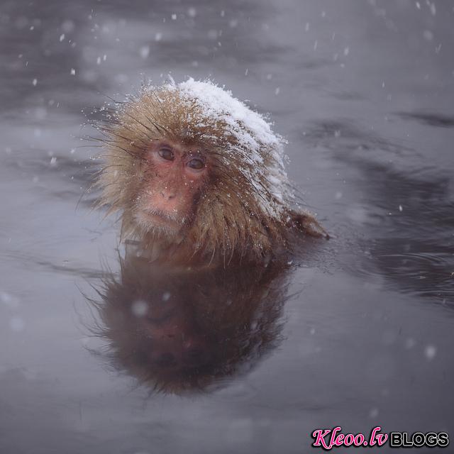 Snow_monkeys_014_etoday_ru .jpg