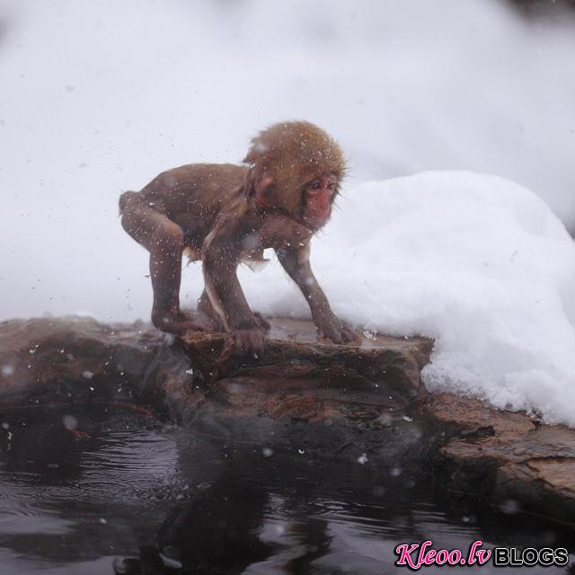 Snow_monkeys_016_etoday_ru .jpg