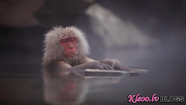 Snow_monkeys_017_etoday_ru .jpg