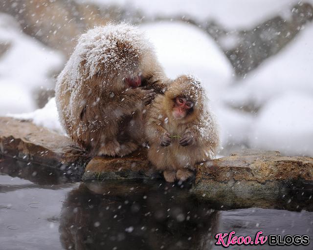 Snow_monkeys_018_etoday_ru .jpg