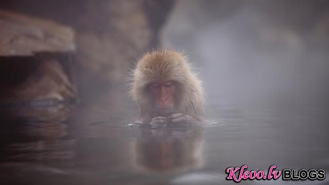 Snow_monkeys_03_etoday_ru .jpg