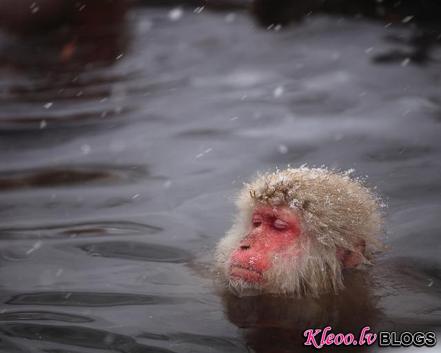 Snow_monkeys_022_etoday_ru .jpg