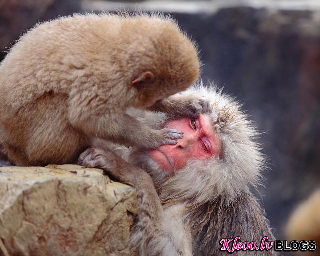 Snow_monkeys_02_etoday_ru .jpg