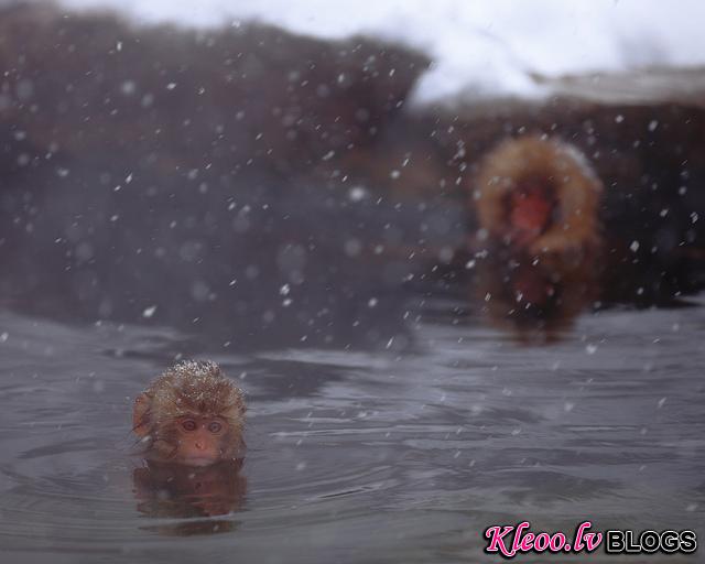 Snow_monkeys_023_etoday_ru .jpg