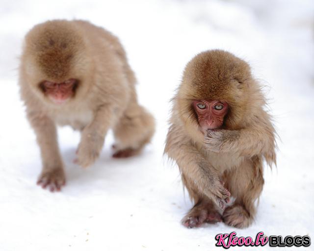 Snow_monkeys_04_etoday_ru .jpg