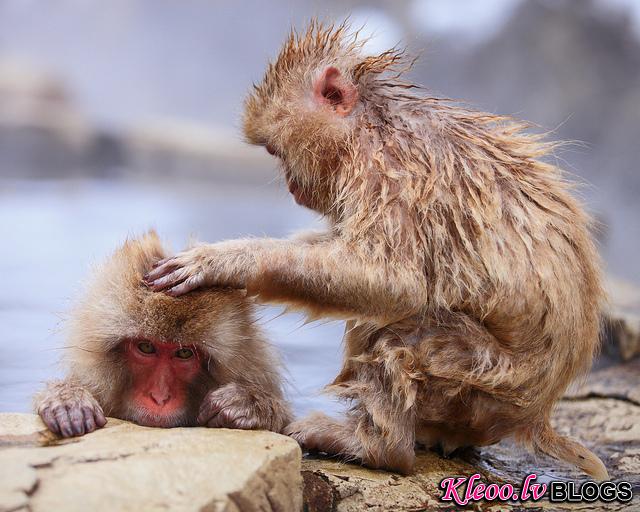 Snow_monkeys_05_etoday_ru .jpg