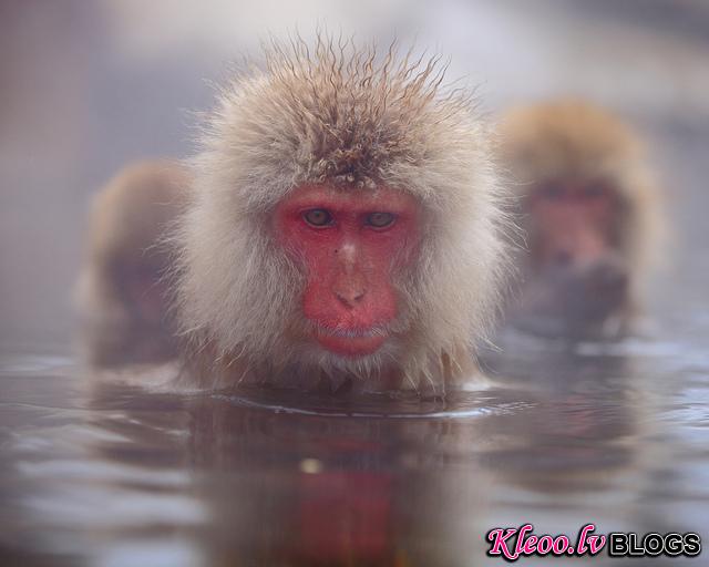 Snow_monkeys_07_etoday_ru .jpg