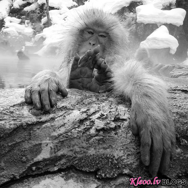 Snow_monkeys_08_etoday_ru .jpg