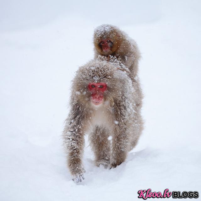 Snow_monkeys_09_etoday_ru .jpg