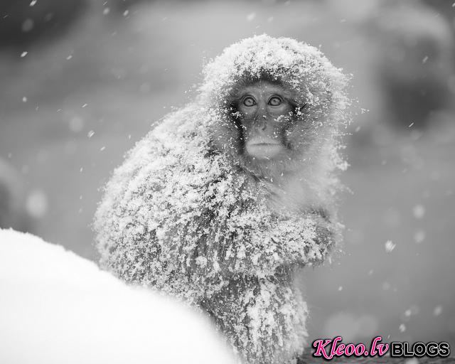 Snow_monkeys_011_etoday_ru .jpg