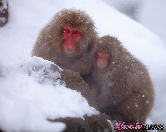 Снежные обезьяны Японии 2012