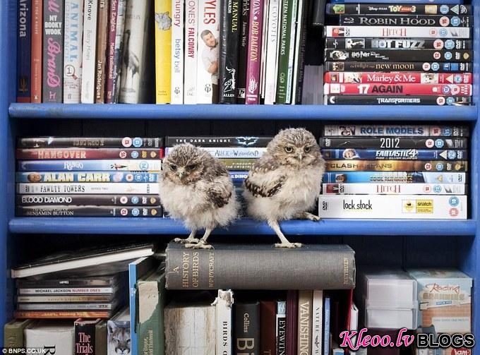 Jimmy Robinson - orphan baby owls 02.jpg