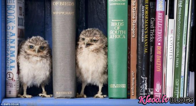 Jimmy Robinson - orphan baby owls 03.jpg