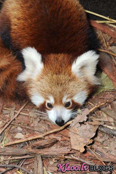 Taronga+Zoo+Welcomes+Baby+Red+Panda+5urG9qQUrThl.jpg