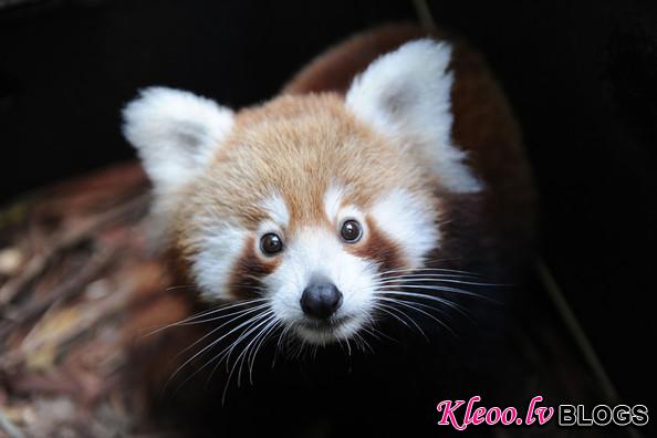 Taronga+Zoo+Welcomes+Baby+Red+Panda+1IVw5oViHV4l.jpg