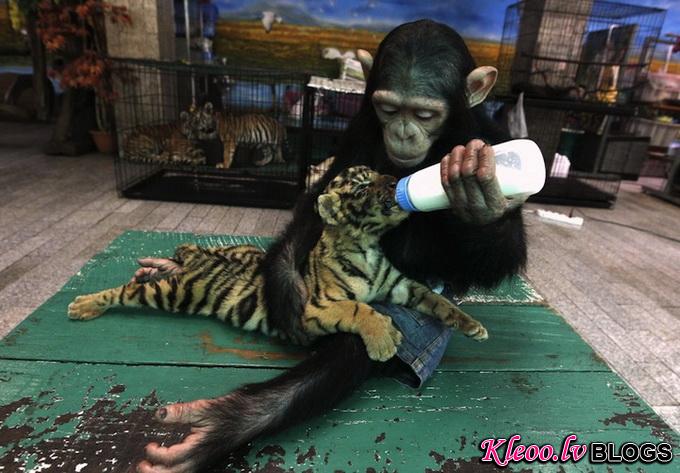 Chimpfeedstiger8_.jpg