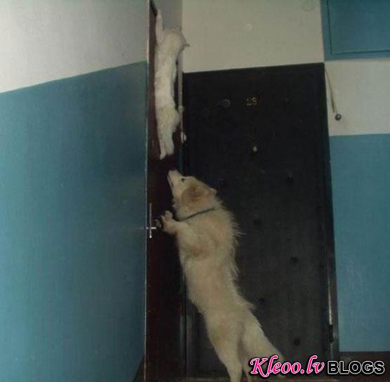 Door Climbing