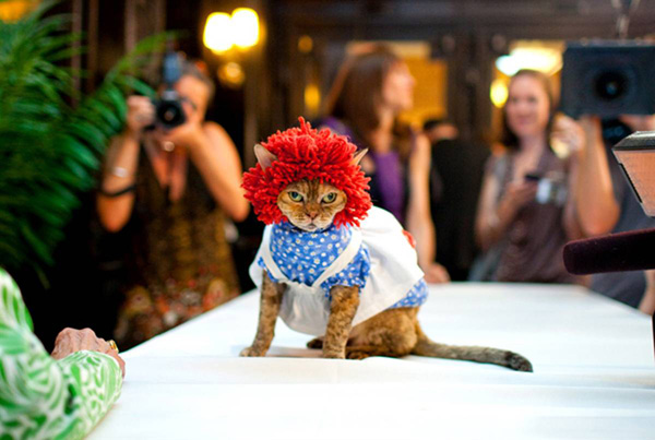 ss-100813-cat-fashion-11_ss_full.jpg