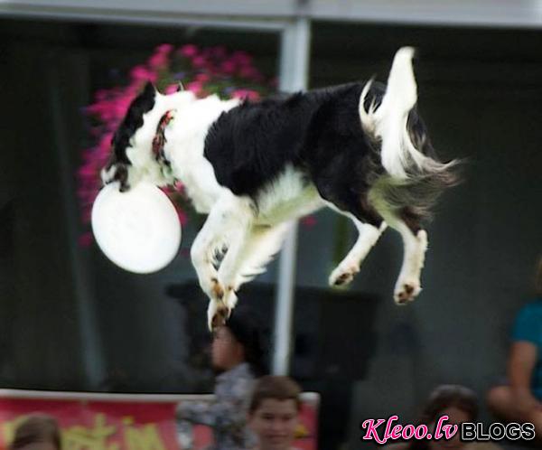 12Flying-Dog-sqjpg.img_assist_custom-600x498.jpg