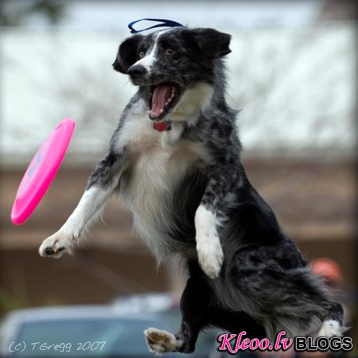 dog-frisbeejpg.jpeg