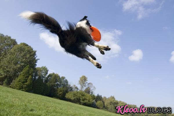 10bigstockFlyingDog3792584jpg.img_assist_custom-600x400.jpg