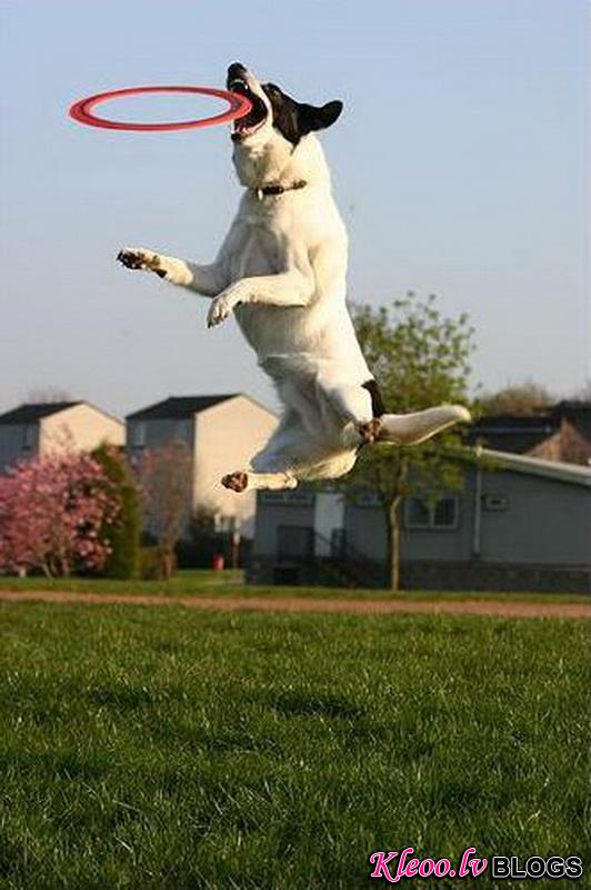 2terrier-jumpingjpg_1.jpeg