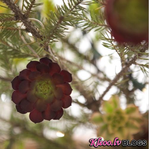 Succulent Ornament 01.jpg