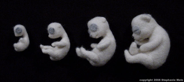 Teddy-Fetal-Development.jpg