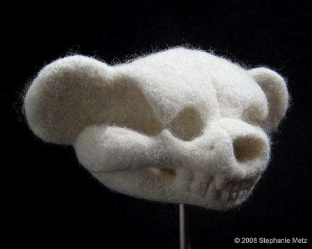 Teddy_Bear_Skull_Ursulus_mollis_angle.jpg