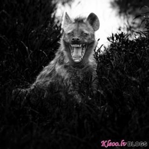 Fotogrāfs-animālists  Laurent Baheux.