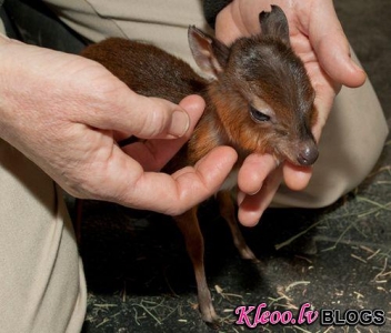 Karaliskās antilopes mazulis.