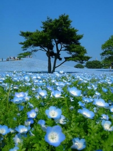 Японский национальный приморский парк Хитачи