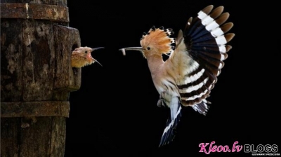 Sony World Photography Awards- 2012 .