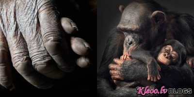 Fotogrāfs Tim Flach.