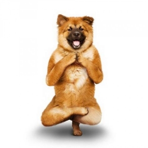 The Yoga Dogs Calendar