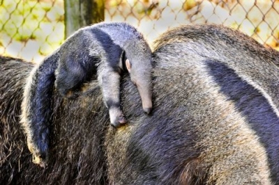 Gigantiskā skudrulāča mazulis.
