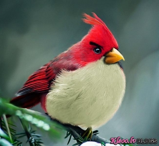 Pavisam reāli Angry Birds.