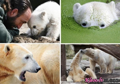 Berlīnes zoodārzā miris Knuts.