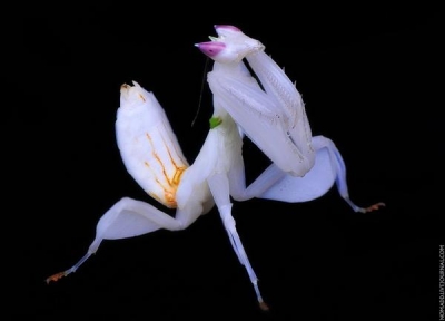 Hymenopus coronatus – Орхидея мира богомолов
