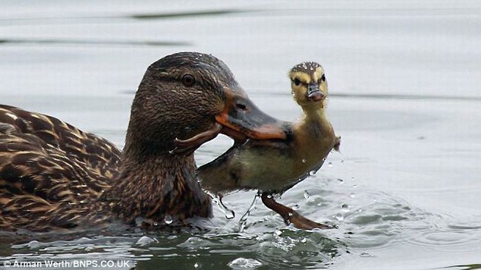Утка учит утенка плавать (4 фото)