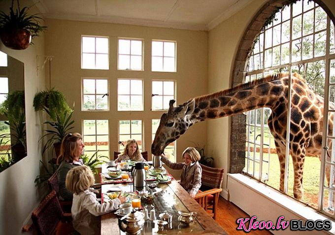 Отель - Поместье Жирафа