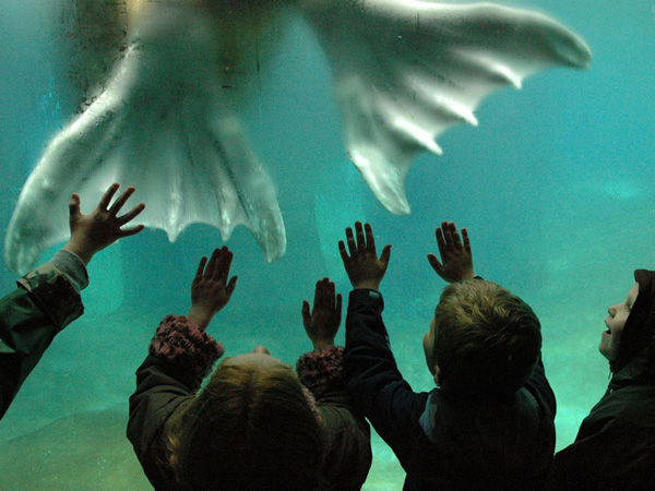 walrus-underwater-washington_22932_990x742.jpg