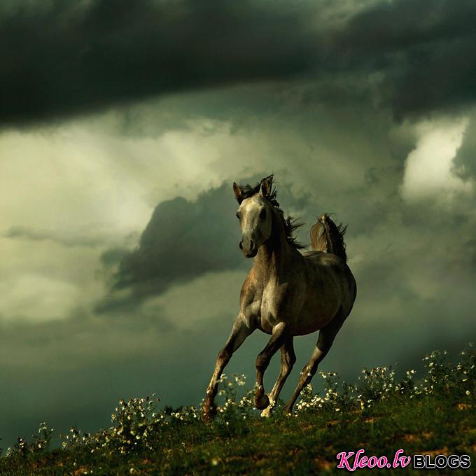Фотографии лошадей Wojtek Kwiatkowski