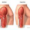 Muskuļu audu tipi un to kontrakcijas