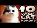10 cutest cat moments
