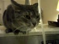Cat Under Sink