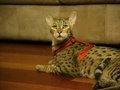 Pasaules dargākā kaķu šķirne (22000$ par kaķi)