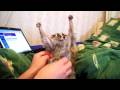 Slow loris loves getting tickled